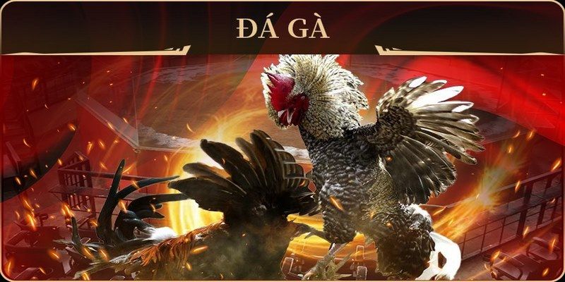 daga 88 đá gà trực tiếp campuchia